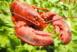Fresh Lobster on a Bed of Lettuce