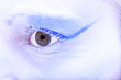 Foto: ice Make-up ice Make-up