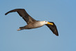 Waved albatross in Galapagos