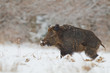 Wild boar in snow