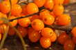 orange sea-buckthorn berries close-up