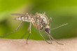 Mosquito sucking blood, macro photo