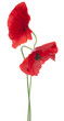 poppy