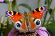 peacock, inachis io