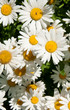 camomile