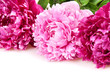 peonies