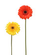 two daisy