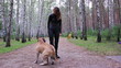 Video: Young woman playing with a big dog Young woman playing with a big dog
