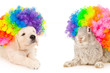 Bunny and puppy in wigs clown, isolated on white