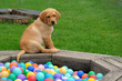 Labrador