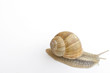 Escargot de Bourgogne