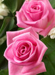 Pink Roses