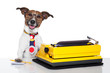 business dog typewriter