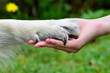 Hund Hand Pfote