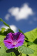 Purpur-Prunkwinde Ipomoea purpurea