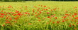 Kornfeld mit Mohnblumen