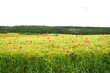 Foto: Kornfeld mit Mohnblumen Kornfeld mit Mohnblumen