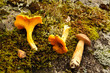 Forest mushrooms