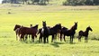 Horses on pasture