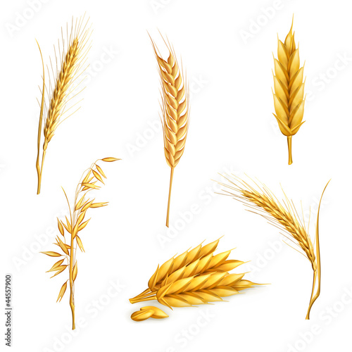 Vector: Wheat, set Wheat, set