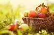 Organic apples in summer grass