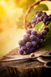 Freshly harvested grapes