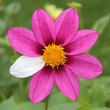 Flower mutant