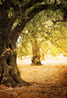 Olive trees farm