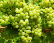 Weisswein Trauben - White Wine Grapes