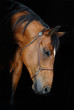 Trakehner stallion in the barn