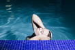 Wellness im Pool