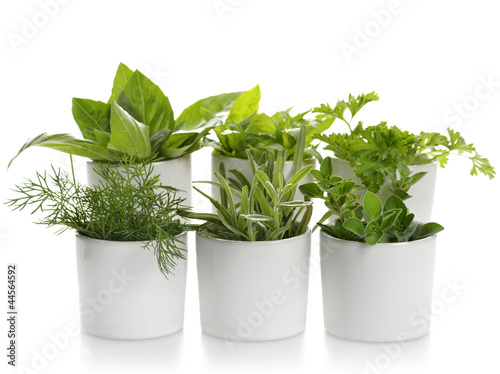 Photo: Fresh Herbs Fresh Herbs