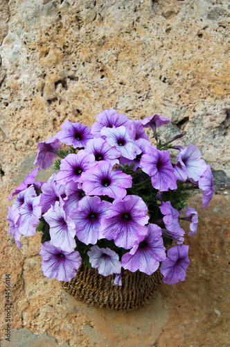 Photo: spring spring