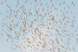 Photo: Israel Nature and Wildlife - Lake Hula Israel Nature and Wildlife - Lake Hula