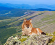Dhole in windness area