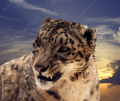 Snow leopard against sunset sky