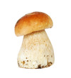 Photo: Cep isolated on white background Cep isolated on white background