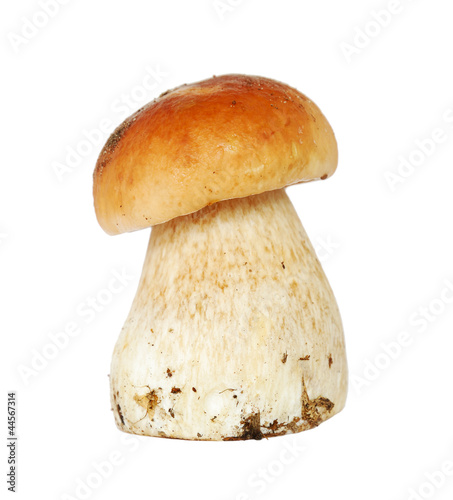 Photo: Cep isolated on white background Cep isolated on white background