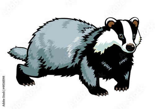 Vektor: standing Eurasian badger on white standing Eurasian badger on white