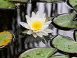 white lily