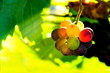 Foto: Weintrauben Weintrauben