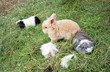Meerschweinchen und zwerghase