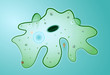 Amoeba proteus. Microbes.