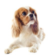 cavalier king charles blenheim