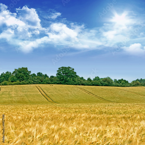 Photo: Idyllic cornfield landscape Idyllic cornfield landscape