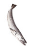 European Hake fish on a white studio background.
