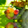 Foto: Junger Wein Junger Wein