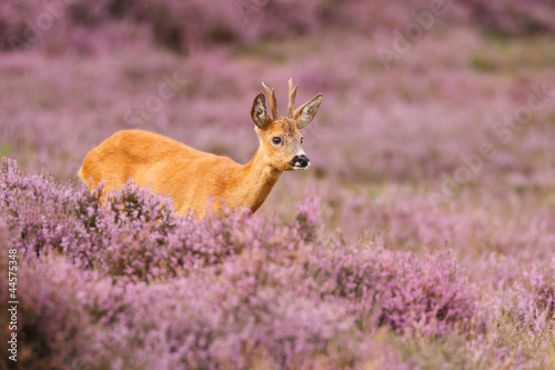 Photo: roe deer roe deer