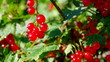 Video: Ripe red currants hanging from bush ready Ripe red currants hanging from bush ready
