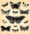 Papillons